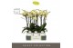 Phalaenopsis geel Optistar Shakira 3 spike in Molise White Aquo 18 bl. 
