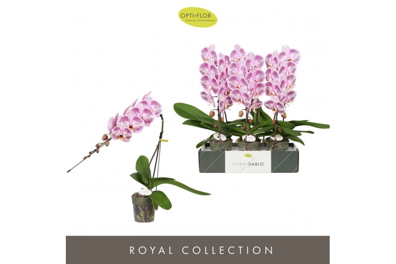 Phalaenopsis paars Formidablo Iguazu Falls12 bl. 1 tak/plnt 