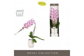 Phalaenopsis paars Formidablo Iguazu Falls in Molise White Aquo Showdo