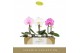 Phalaenopsis mix Singolo Mix1 bl. 1 tak/plnt 350 gram 