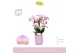 Phalaenopsis multiflora roze Boquetto Glossem 3-5 spike in Molise Lila 
