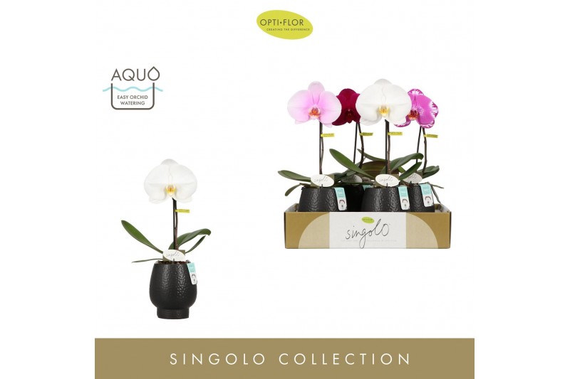 Phalaenopsis mix Singolo Mix in Abruzzo Black Aquo 1 bl. 1 tak/plnt 10 
