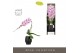 Phalaenopsis paars Formidablo Iguazu Falls in Abruzzo Black Aquo Showd 
