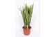 Sansevieria trifasciata laurentii Sansevieria Laurentii 