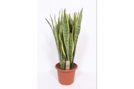 Sansevieria trifasciata laurentii Sansevieria Laurentii