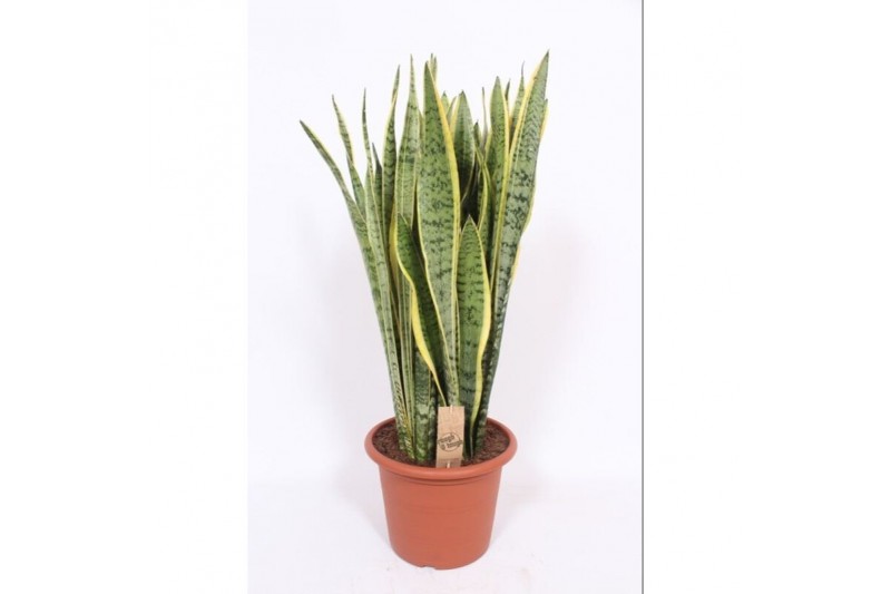 Sansevieria trifasciata laurentii Sansevieria Laurentii 