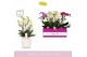 Phalaenopsis multiflora mix Bellissimo Mix in Molise White Aquo 100 bl 