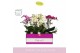 Phalaenopsis multiflora mix Bellissimo Mix in Molise White Aquo 100 bl 