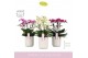 Phalaenopsis multiflora mix Bellissimo Mix in Molise White Aquo 100 bl 