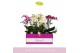 Phalaenopsis multiflora mix Bellissimo Mix100 bl. 4 tak/plnt 2000 gram 