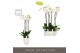Phalaenopsis wit Fortuno Alto 4 spike in Abruzzo White Aquo 24 bl. 4 t 