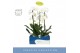 Phalaenopsis wit Fontano Wealth 1 spike in Molise White Aquo 9 bl. 1 t 