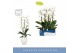 Phalaenopsis wit Fontano Wealth 2 spike in Abruzzo White Aquo 18 bl. 2 
