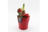 Arrangementen hippeastrum HXFD-2504R Xmas Amaryllis Fundamentals 1 pp