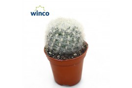 Cactus Neoporteria Senilis