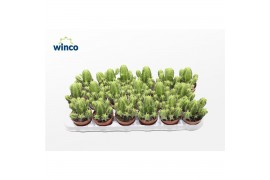 Euphorbia Euphorbia Fructicosa