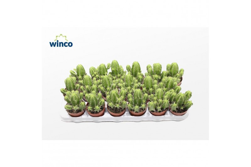 Euphorbia Euphorbia Fructicosa 