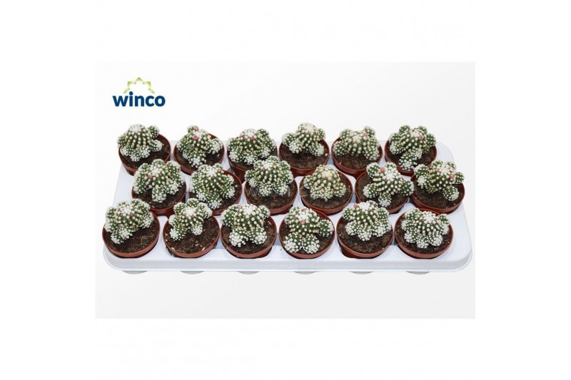 Mammillaria Mammillaria Gracilis (arizona Snowcap) 