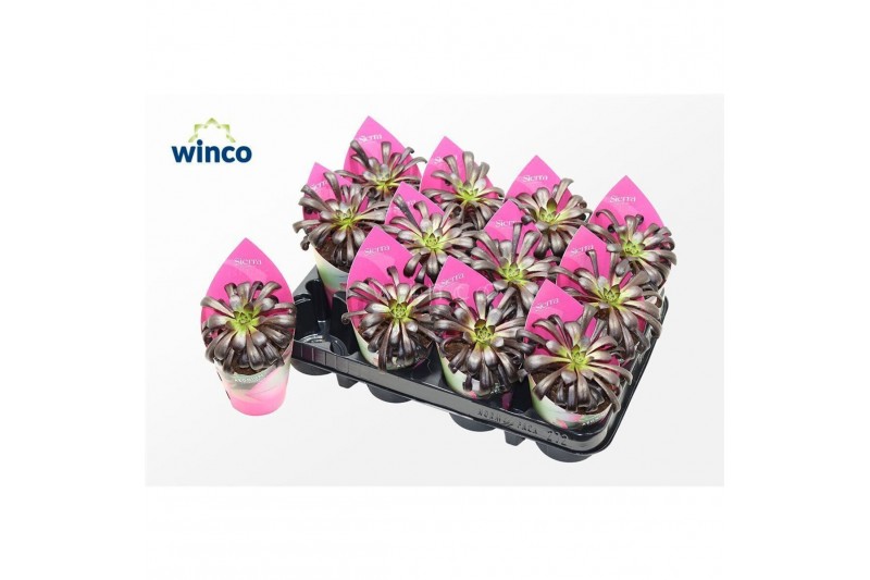 Aeonium Aeonium Schwartzkopf (sierra)1 pp 1 bl. 