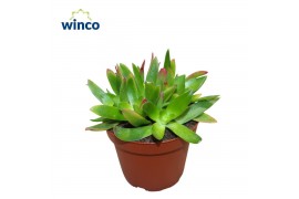 Crassula Crassula Capitella Campfire