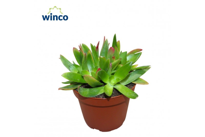 Crassula Crassula Capitella Campfire 