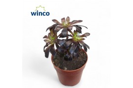 Aeonium Aeonium Schwartzkopf Bonsai1 pp