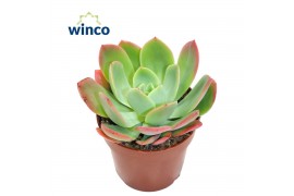 Echeveria Echeveria Luellazonder bloem bl.