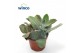 Kalanchoe beharensis Kalanchoe Beharensisoverig pp 
