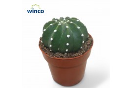 Cactus Echinopsis Subdenudata