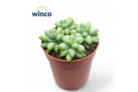 Sedum burrito Sedum Burritooverig pp