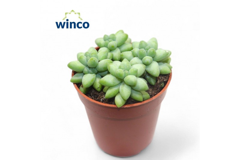 Sedum burrito Sedum Burritooverig pp 