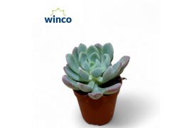 Echeveria Echeveria Eleganceoverige bl.