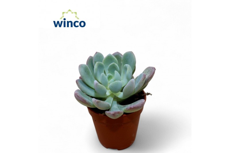 Echeveria Echeveria Eleganceoverige bl. 