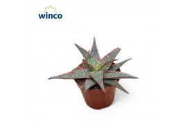 Aloe pink blush Aloe Dannyz