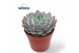 Echeveria Echeveria Pink Edge1 bl.