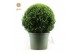 Buxus sempervirens Buxus semp. Ball Ø60cm P40cm diameter 