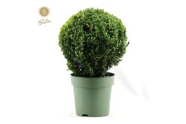 Buxus sempervirens Buxus semp. Ball Ø32cm P24cm diameter