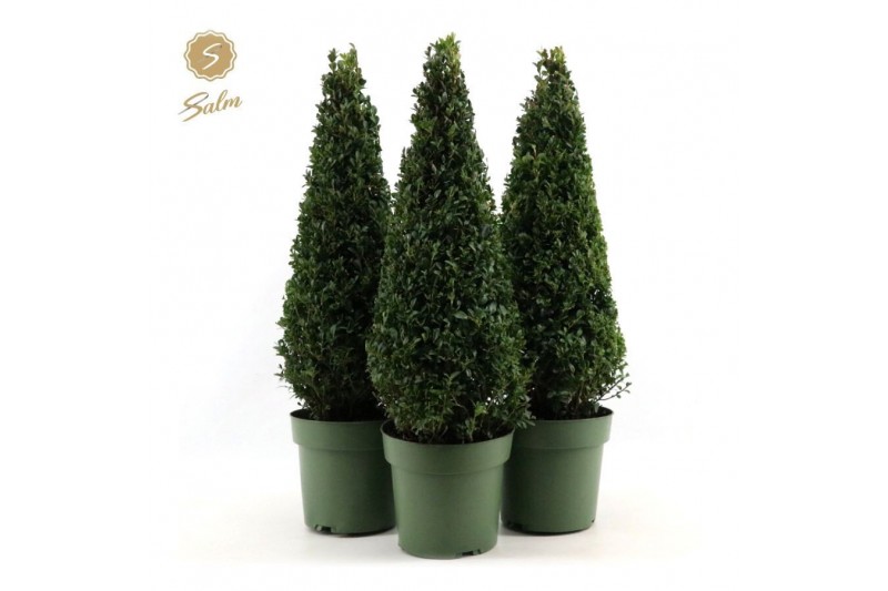 Buxus sempervirens Buxus semp. Pyramid 55cm P21cm diameter 