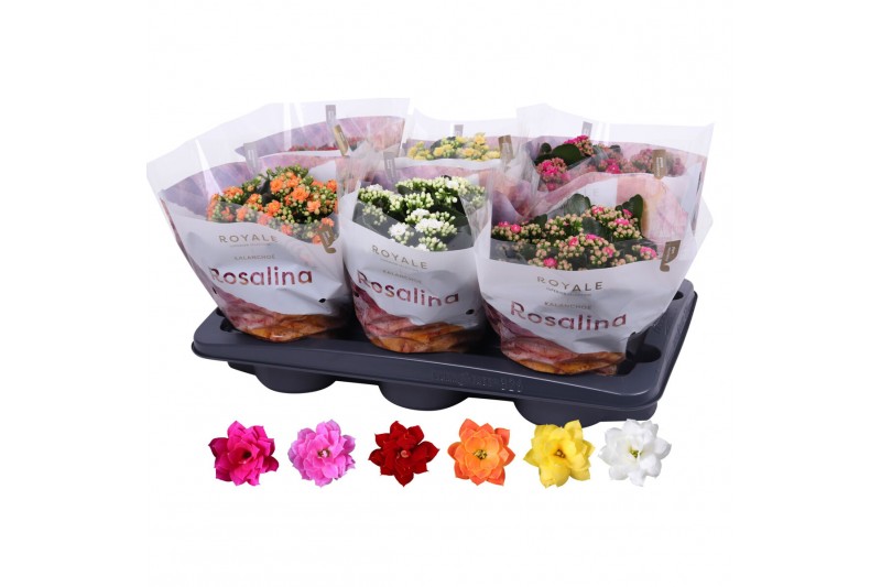 Kalanchoe rosalina mix royale 