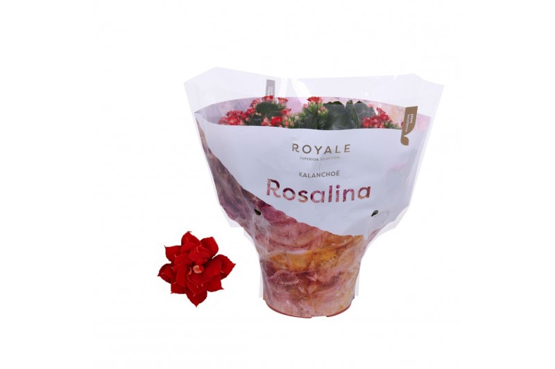 Kalanchoe rosalina don justino Royale Justino rood 
