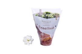 Kalanchoe blossfeldiana rosalina don cedro Royale Dione wit