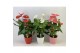 Anthurium andr. mix Anthurium mix keramiek 17cmbl. 
