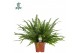 Nephrolepis exaltata green lady Air So Pure 