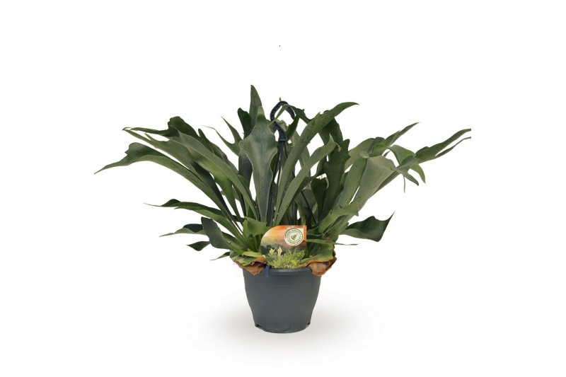 Platycerium bifurcatum Platycerium bifurcatum hangpot1 pp 