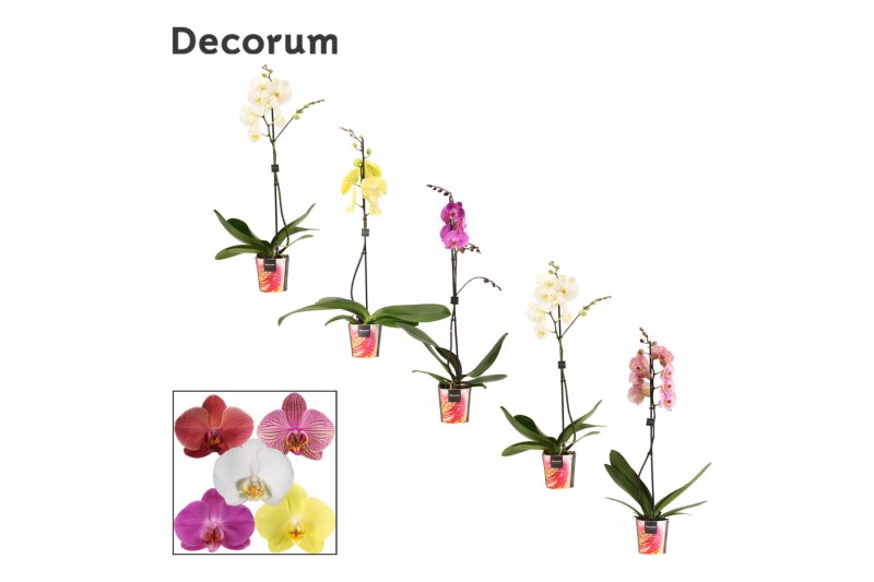 Phalaenopsis mix Phalaenopsis 1 tak 9+/vertakt mix (Decorum)9 bl. 1 ta 