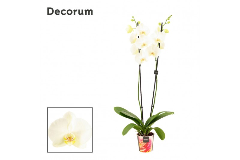 Phalaenopsis anthura madrid Phalaenopsis 2 tak wit lang (Decorum)bl.   