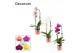 Phalaenopsis mix Phalaenopsis cascade 1 tak mix (Decorum)6 bl. 1 tak/p 