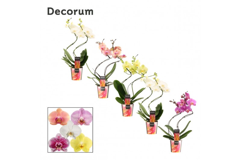 Phalaenopsis mix Phalaenopsis hurricane mix (Decorum)14 bl. 2 tak/plnt 