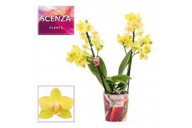 Phalaenopsis multiflora anthura albenga Phalaenopsis multiflora 2 tak 