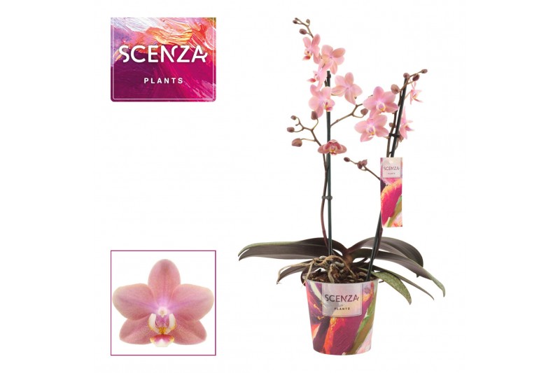 Phalaenopsis multiflora odorion Phalaenopsis perfíum 2 tak Odorion (Sc 